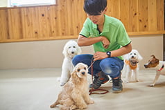 フィールファンでレッスンをしている複数の犬の画像