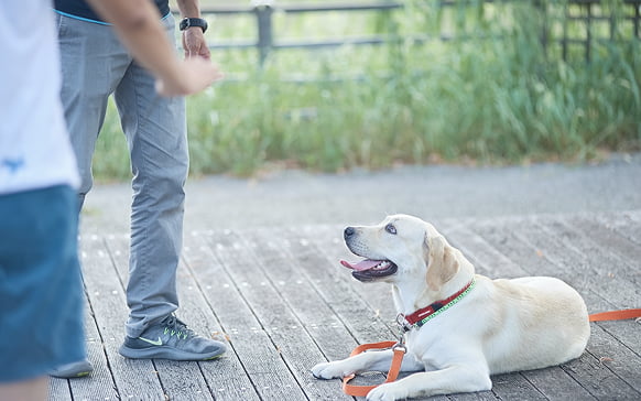 フィールファンのドッグトレーニング風景画像