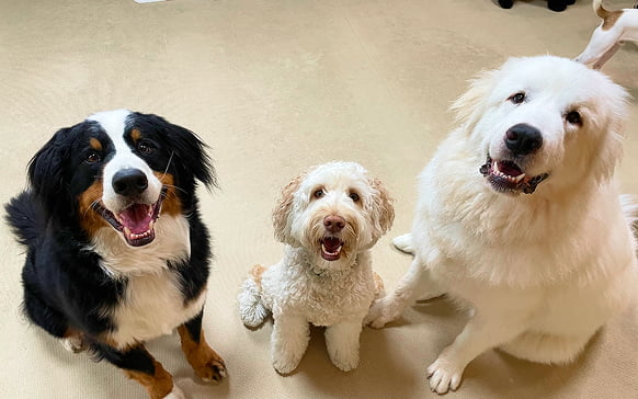 フィールファンに通う愛犬が集まっている画像