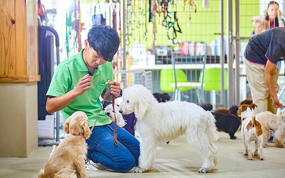 フィールファンのドッグトレーニング風景画像