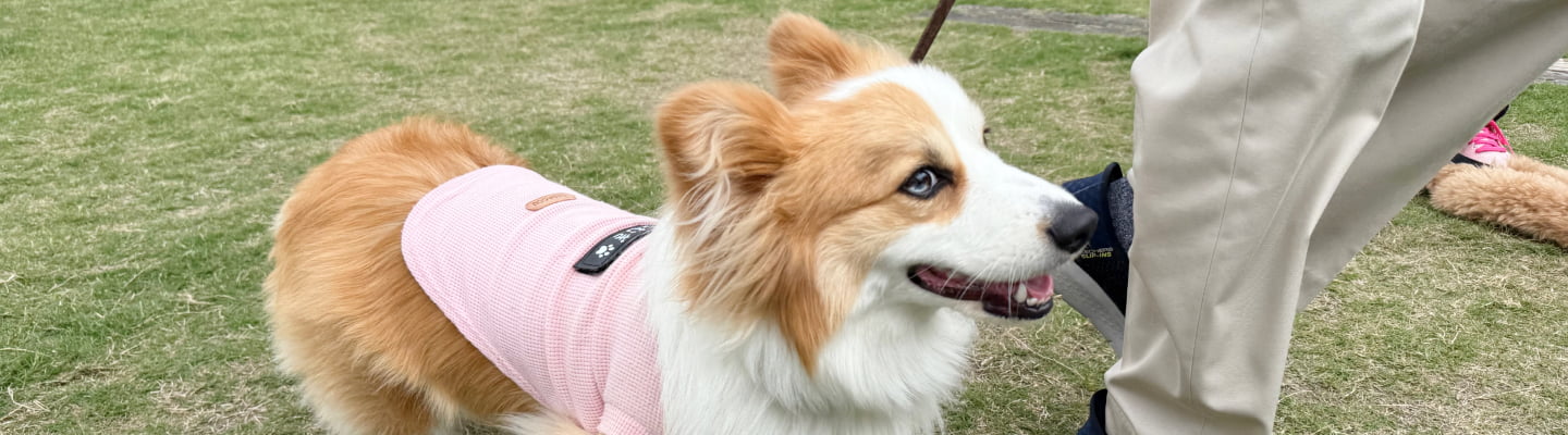 犬のしつけ教室に参加している画像