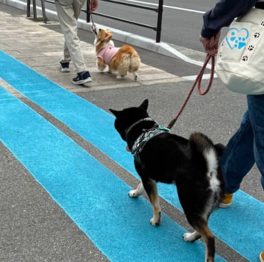 犬のしつけ教室お散歩中の画像