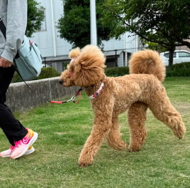 犬のしつけ教室テンションコントロールレッスンの画像