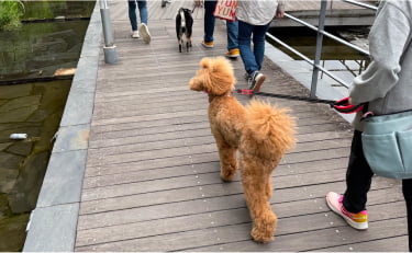 犬のしつけ教室でお散歩の練習をしている画像