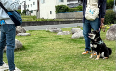 犬のしつけ教室のレッスン風景画像