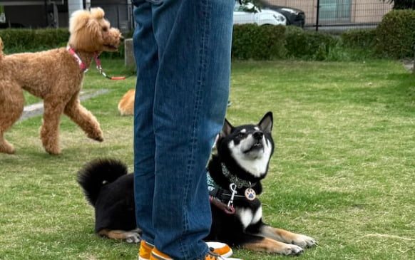 犬のしつけ教室のレッスン風景画像