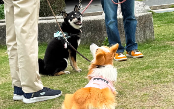 犬のしつけ教室のレッスン風景画像