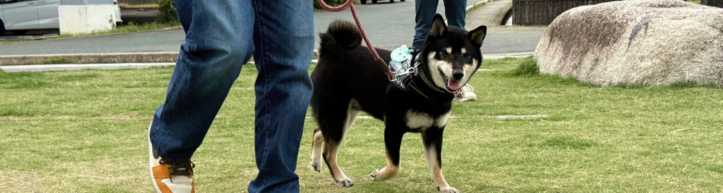 犬のしつけ教室メインビジュアル
