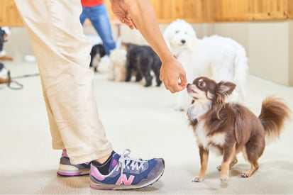 デイトレーニングのレッスン中のチワワの画像