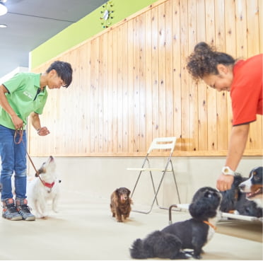 基本コマンドを練習する犬の画像
