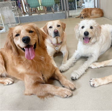 数匹の大型犬が楽しく交流している画像