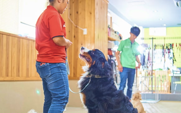 デイトレーニング中の大型犬の画像