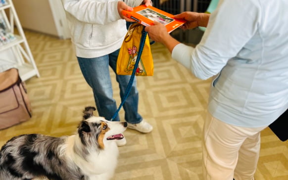これからトレーニングをする大型犬の画像