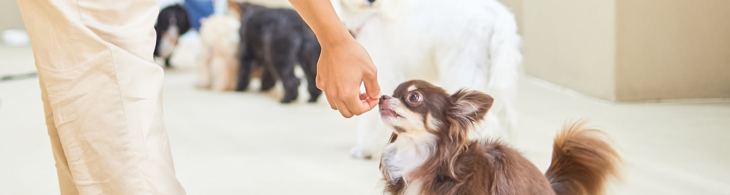 デイトレーニング、パピー社会化ページのメインビジュアル