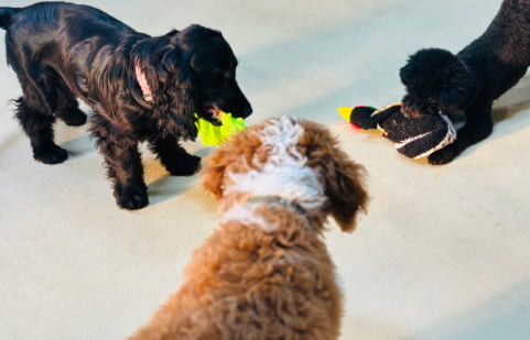自由運動＆他の犬との交流中の犬の画像