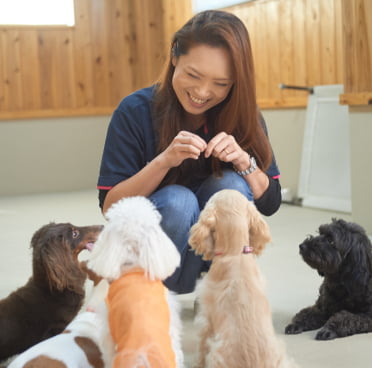 数匹の子犬とスタッフが交流している画像