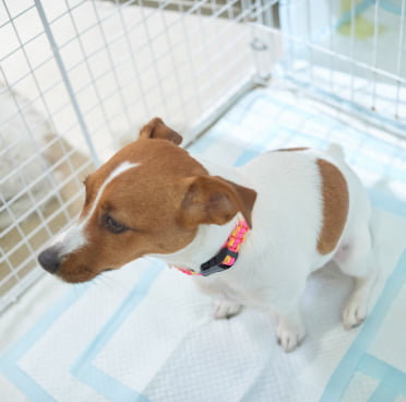 トイレトレーニングをしている子犬の画像