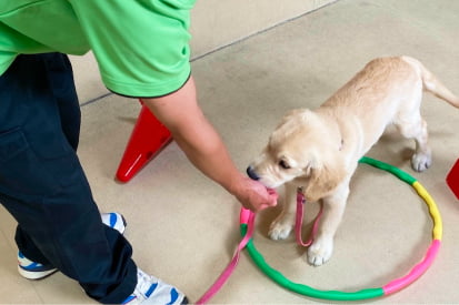 パピー社会化レッスン中のレトリバーの子犬