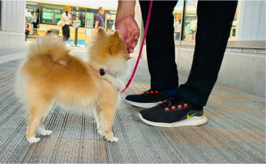 パピー社会化レッスン中の子犬の画像