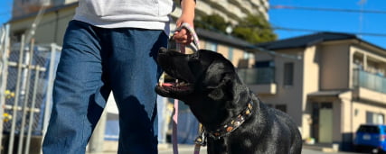 集中お散歩トレーニングの風景画像