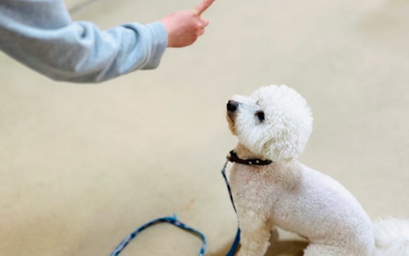 犬のマンツーマン指導レッスン風景画像