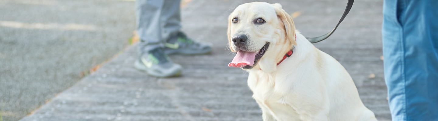 プライベートレッスン中の犬の画像