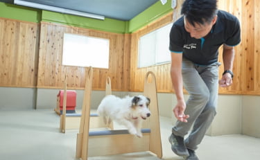 犬のプライベートレッスン風景の画像