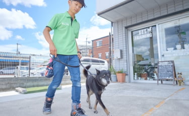 犬のプライベートレッスン風景の画像