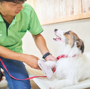 子犬しつけ教室マナートレーニング画像