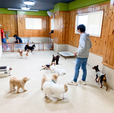子犬しつけ教室遊びの練習風景画像