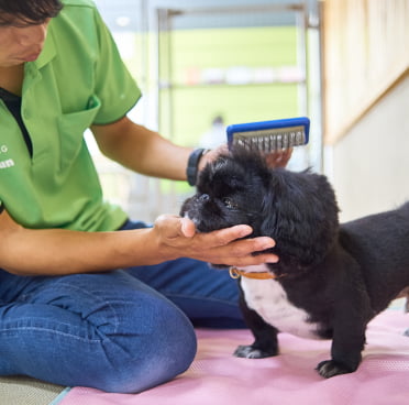 子犬しつけ教室ケアとタッチ画像
