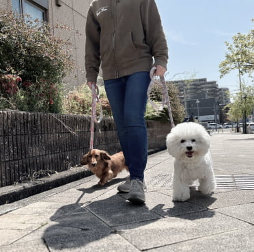 子犬しつけ教室お散歩画像