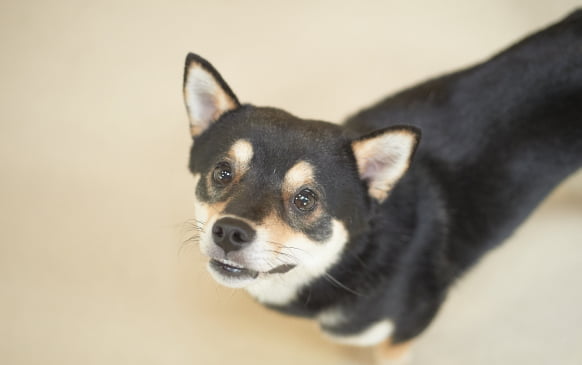 子犬しつけ教室に参加している柴犬の画像