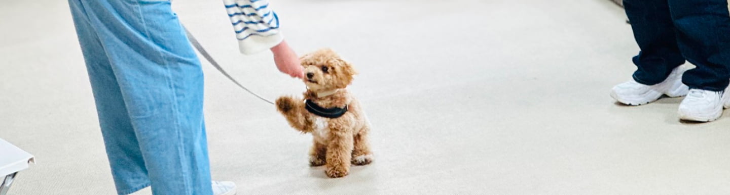 子犬しつけ教室のメインビジュアル