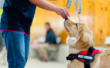 子犬しつけ教室の風景画像