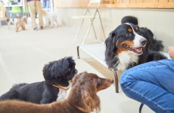 レッスン中の犬の画像