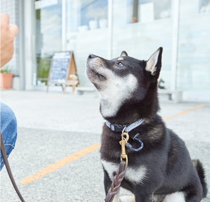 柴犬がトレーニングをしている画像