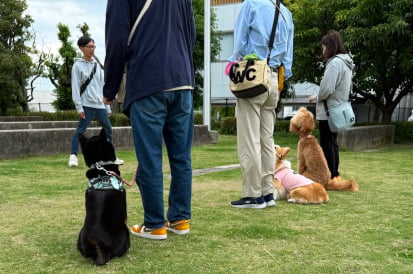 しつけ教室に参加する様々な犬の画像