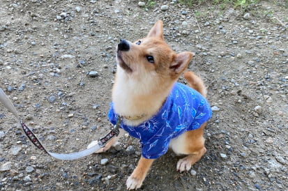 プライベートレッスンをしている柴犬の画像