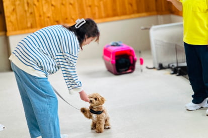 子犬のしつけ教室に参加しているトイプードルの子犬の画像