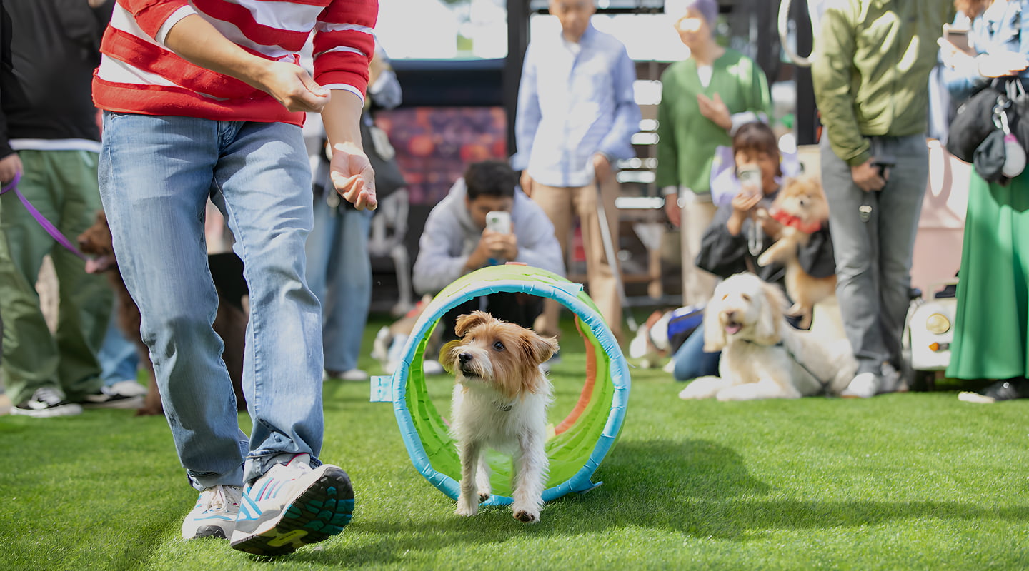 大阪府箕面市のドッグトレーニングFeelfunのメインビジュアル