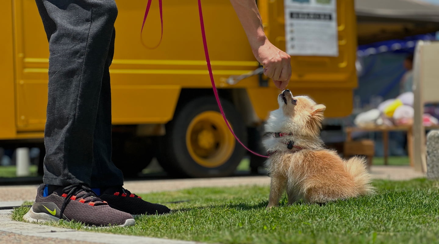 大阪府箕面市のドッグトレーニングFeelfunのメインビジュアル