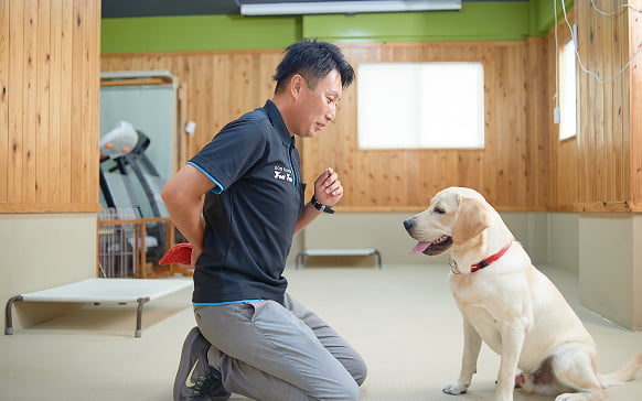 愛犬との信頼を深めるトレーニングのイメージ画像