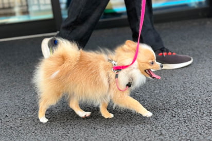 フィールファンのパピー社会化プログラムの画像