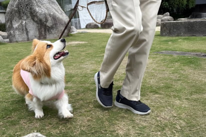 フィールファンのしつけ教室の画像