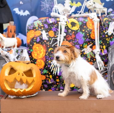 フィールファンのイベント時の画像