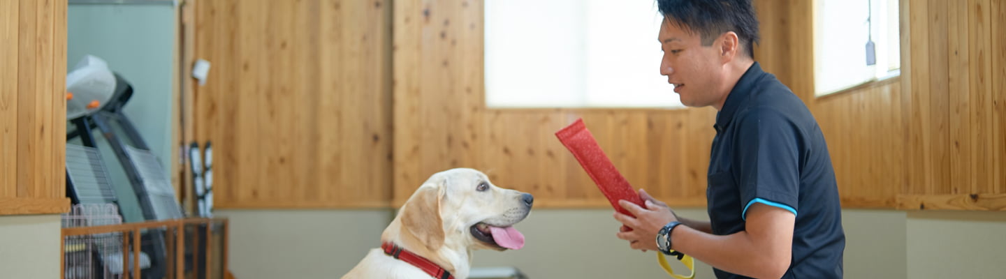 トレーニング中のレトリバーの画像