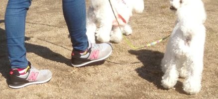 人と犬との心のつながり③