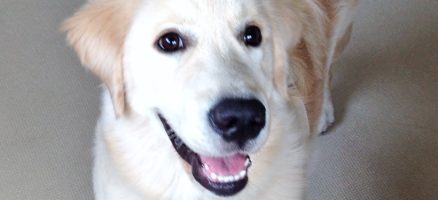 ゴールデンのカイくん