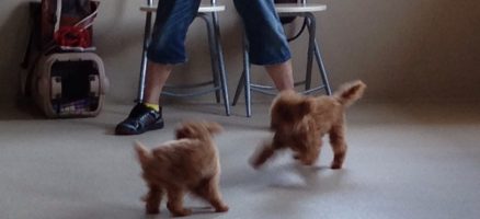 元気のありあまった・・・